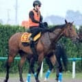 【注目馬動向】稲妻Ｓで４馬身差圧勝のカウスリップはルミエールＡＤへ　新潟の千直巧者が連勝を狙う
