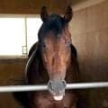 【キーンランドＣ】ロジケープが４連勝で初タイトルへ　ダービー馬の父ロジユニヴァースにもＪＲＡ重賞初Ｖ贈る