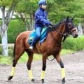 【新潟２歳Ｓ】重賞初タイトルを狙うレッチュベルクは真価問われる一戦　陣営が分析「程よく気持ちが入って順調」