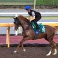 【今週のトク注新馬】父オルフェーヴルと同じ栗毛　キトゥンズクラフトは乗り込み十分　池江調教師は「調教自体はしっかりこなせました」