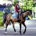【注目馬動向】帝王賞５着のラムジェットはシリウスＳへ　同９着のカゼノランナーは日本テレビ盃へ