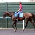 【キーンランドＣ】７歳エーティーマクフィが函館スプリントＳ２着のリベンジへ　陣営「いい感じに仕上がっています」