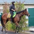 【新潟２歳Ｓ】新馬戦完勝のシャンデヴァーグ　陣営「スピードがあります」連勝で大舞台へ弾みをつけるか