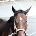 【キーンランドＣ】活躍の目立つ３歳馬エイシンディードはＢコース替わりも歓迎　陣営「いいところを通りたい」
