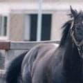 8月19日はサンデーサイレンスの命日 日本競馬史に残る偉大な功績を解説