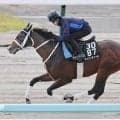 【キーンランドＣ】付きっきりで調整の川又賢治騎手がエイシンディードに太鼓判　「推進力も折り合いも…」