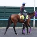 【ＰＯＧ】母はオープン２勝　キズナ産駒のアオイゲートは優等生　伊藤圭調教師「しっかりしているし、素直で融通が利く」