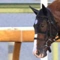 【ＰＯＧ談義】現場記者がジョッキー直撃「動ける態勢」の良血馬が中京で初陣　新馬４戦４勝と絶好調馬主の期待馬も
