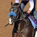 【注目馬動向】２３年菊花賞馬のドゥレッツァは田辺裕信騎手との初コンビで新潟記念へ