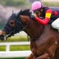 セレクト3.1億円の良血ハムタン 復帰戦で待望の初勝利なるか