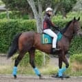 【２２日の注目・札幌１Ｒ】ルメール騎手が２か月ぶりのＪＲＡ復帰戦　国枝厩務員が手がけるトゥザファイナルに騎乗