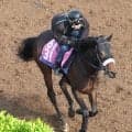 【２６日の注目・阪神６Ｒ】「最強の１勝馬」エタリオウの産駒ララオウが父が届かなかった２勝目を目指す　
