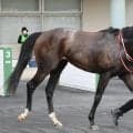 【２６日の注目・阪神８Ｒ】“億超え馬”が続々　セレクト３億３０００万円＆３億円馬に１億７０００万円馬がマッチアップ　勝ち上がるのは…