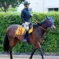 【注目馬動向】チャレンジＣ４着のマリアイリダータはエリザベス女王杯か福島記念へ　サンデーサラブレッドクラブ発表