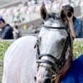 【注目馬動向】清秋ジャンプＳ３着のプラチナトレジャーは秋陽ジャンプＳで連覇を目指す
