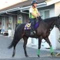 【スプリンターズＳ・土曜気配】２年前の覇者ルガルが現地入り　輸送は慣れたものも陣営「本当にスタートだけです」