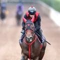 【スプリンターズＳ・土曜気配】３連勝で充実一途　フリッカージャブが中山入り　陣営「あとは馬と乗り役に任せる」