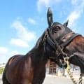 日曜中山競馬場の注目激走馬…中山１１Ｒスプリンターズステークス・Ｇ１