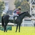 【菊花賞想定馬・騎手】ロブチェン、ダノンヒストリーなど22頭