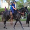 【注目馬動向】新潟記念を勝ったゾロアストロは天皇賞・秋への出走を見送る　