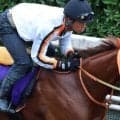 【注目馬動向】桜花賞馬スターアニスはマイルＣＳに参戦　２戦２勝のマイルで巻き返し狙う