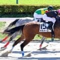 【東京４Ｒ・２歳新馬】６番人気のカラメーロがメンバー最速の末脚でＶ　大野拓弥騎手「追ってからもしっかり走ってくれた」