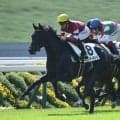 【京都5R新馬戦結果】サートゥルナーリア産駒キューティボンドが人気に応えて差し切りV