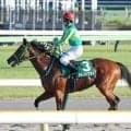 【サウジアラビアＲＣ・陣営談話】首差２着のサトノハクマイ　戸崎圭太騎手が「申し訳なかったです」と話したポイント