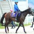 【アイルランドＴ】川田将雅騎手と大外枠から挑むカムニャックが１番人気　２、３番人気は拮抗