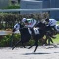 【京都3R新馬戦結果】ホットロッドチャーリー産駒ヒメハッカが出遅れを巻き返して快勝