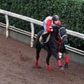日曜東京競馬場の注目激走馬…東京１１Ｒアイルランドトロフィー・Ｇ２