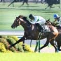 【京都１０Ｒ・三年坂Ｓ】トミーバローズが３連勝でオープン入り決める　坂井瑠星騎手「言うことのない内容です」