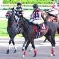 【スワンＳ・陣営談話】鼻差２着のスズハロームが再度のＧ１戦線へ　藤懸貴志騎手「秋はまたこの馬とそういう舞台に…」