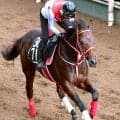 【今週のトク注新馬】フォーエバーヤングの弟で３億円馬ヤングリッチが今週の京都で芝デビュー　陣営「思っているより（時計が）速くなる」