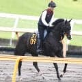 【ＰＯＧ】藤田晋オーナーの期待馬ユメノカケラが１８日東京でデビュー　津村明秀騎手「芝で動けそう」