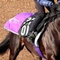 【注目馬動向】５・９億円馬エムズビギンは岩田望来騎手との新コンビで菊花賞へ　友道調教師「調教にも...」