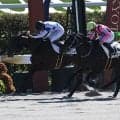 【京都6R新馬戦結果】ナダル産駒チュウワアーチが人気2頭の一騎打ちを制す