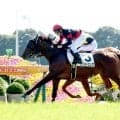 【京都５Ｒ・２歳新馬】１番人気ビンドゥングが鋭く伸びてＶ　戸崎圭太騎手「最後は切れがありました」