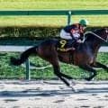 【ブラジルC結果】2番人気クールミラボーが内から抜け出してV