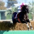 【東京ハイジャンプ】ジューンベロシティが圧巻の逃げ切りで３連覇を達成　高田潤騎手「このレースを勝つために１年間」
