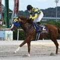 【佐賀オータムスプリント結果】7番人気アメストリスが突き抜け4馬身差V