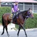 【今週のトク注新馬】エフフォーリア産駒×鹿戸厩舎　「素直で一生懸命なのが似ている」ノヴァルクスが東京で初陣