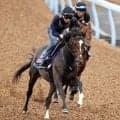 【菊花賞】連勝中のダノンヒストリーは併せ馬で手応え十分　堀調教師「非常にリズム良くいけました」