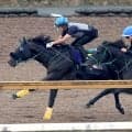 【天皇賞・秋・１週前】毎日王冠ＶのセイウンハーデスがＣＷコースで躍動　幸英明騎手「動きは変わらず良かったです」　