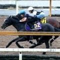 【天皇賞・秋・１週前】春秋の天皇賞制覇目指すクロワデュノールが好気配　斉藤崇調教師「先週と比べても…」