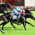 菊花賞直前まさかの“２頭出し”「滅茶苦茶気合い入ってるな…」「待ってましたー」２冠馬ロブチェンぬいぐるみ発売決定