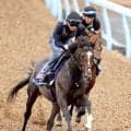 【菊花賞】究極の上がり馬ダノンヒストリーが風格漂う最終デモ　堀調教師「ベストのフットワーク」