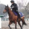 ２５年、２６年フェブラリーＳ連覇のコスタノヴァが引退、種牡馬入り　社台グループオーナーズが発表