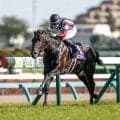 【菊花賞枠順確定】ロブチェンは4枠8番、ダノンヒストリーは5枠10番