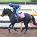 【ＰＯＧ】母はＧ１・４勝の名牝クロノジェネシス　良血馬ノイエルングが京都・芝１８００メートルでデビュー